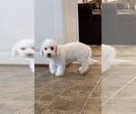 Small #7 Bichon Frise