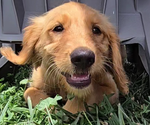 Small #1 Goldendoodle