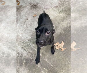 Mutt Dogs for adoption in Elmsford, NY, USA