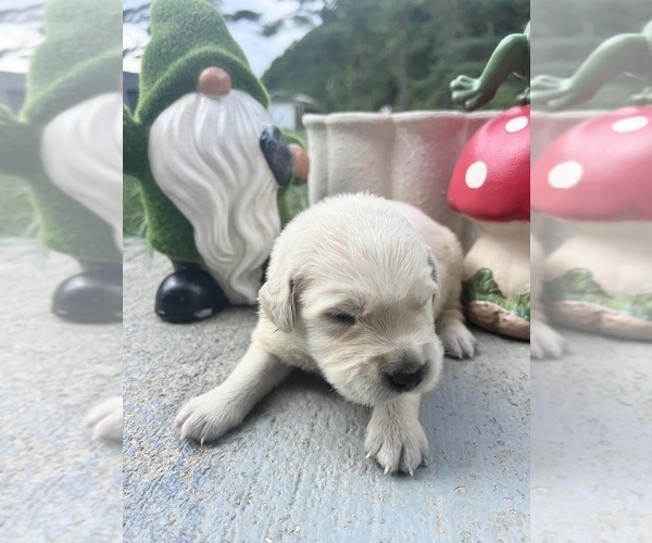 Medium Photo #7 Golden Retriever Puppy For Sale in NEOLA, WV, USA