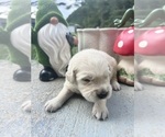 Small #6 Golden Retriever