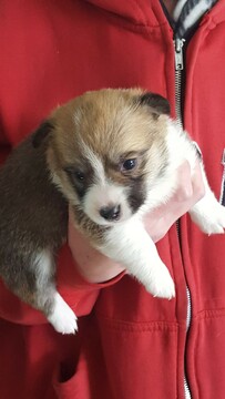 Medium Photo #1 Pembroke Welsh Corgi Puppy For Sale in BAILEY, CO, USA