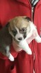 Small Photo #1 Pembroke Welsh Corgi Puppy For Sale in BAILEY, CO, USA