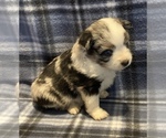 Small Photo #2 Miniature Australian Shepherd Puppy For Sale in FORT MORGAN, CO, USA