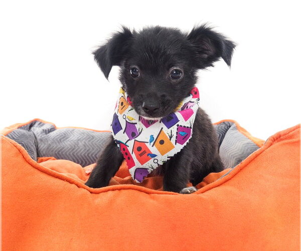 Medium Photo #1 Chihuahua-Unknown Mix Puppy For Sale in Phoenix, AZ, USA