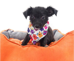 Chihuahua-Unknown Mix Dogs for adoption in Phoenix, AZ, USA