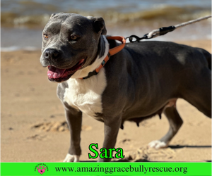 Sara - Female American Pit Bull Terrier-Unknown Mix Dog for Adoption - Photo #7