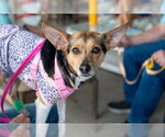 Small #4 Chihuahua Mix