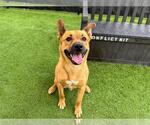 Small #1 German Shepherd Dog Mix