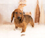 Small #12 Dachshund