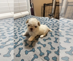 Shih Tzu Puppy for sale in METAIRIE, LA, USA