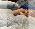 Small Photo #21 Goldendoodle (Miniature) Puppy For Sale in SAN JOSE, CA, USA