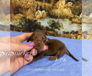 Dachshund Puppy for sale in WINNSBORO, LA, USA