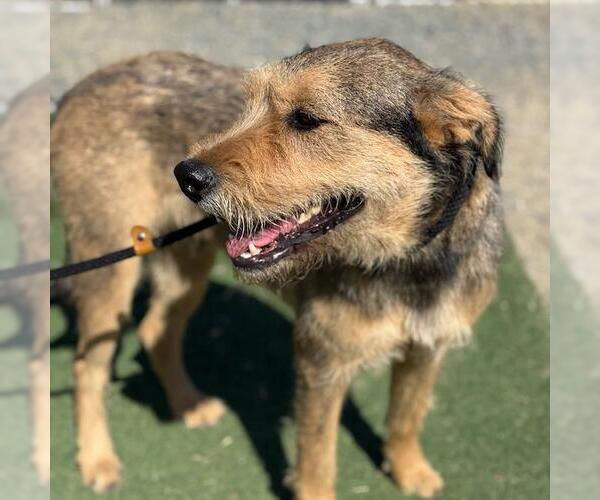 Medium Photo #2 Mutt Puppy For Sale in San Diego, CA, USA