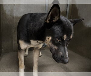 German Shepherd Dog-Unknown Mix Dogs for adoption in San Bernardino, CA, USA