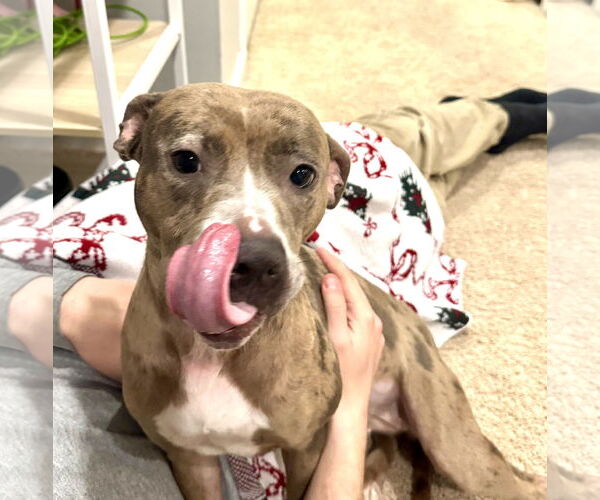 Medium Photo #8 Mutt Puppy For Sale in Rockville, MD, USA