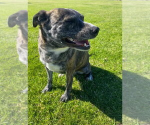 Eliza - Female Mutt Dog for Adoption - Photo #4