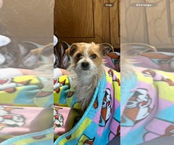 Medium Photo #1 Mutt Puppy For Sale in Grafton, WI, USA