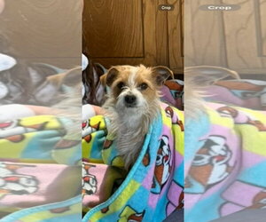 Mutt Dogs for adoption in Grafton, WI, USA