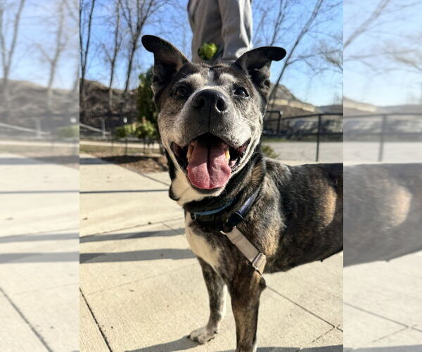 Medium Photo #8 Mutt Puppy For Sale in Elmsford, NY, USA