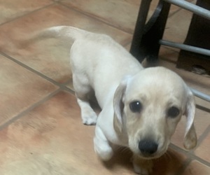 Dachshund Puppy for sale in DENHAM SPRINGS, LA, USA