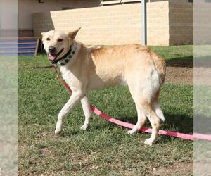 Golden Retriever-Unknown Mix Dogs for adoption in San Antonio, TX, USA