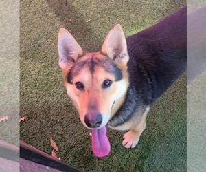 German Shepherd Dog-Unknown Mix Dogs for adoption in Rockwall, TX, USA