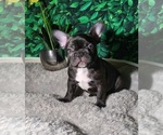 Small Photo #1 French Bulldog Puppy For Sale in LOS ANGELES, CA, USA