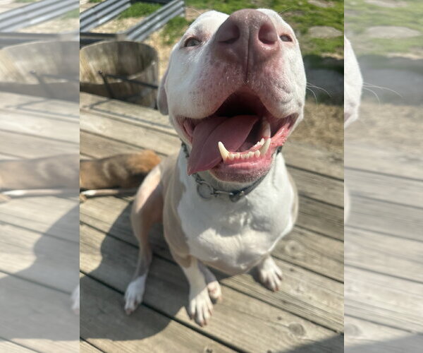 Medium Photo #1 American Pit Bull Terrier-Unknown Mix Puppy For Sale in Germantown, OH, USA