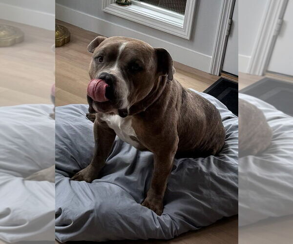 Medium Photo #4 American Bulldog-Unknown Mix Puppy For Sale in Lakewood, CO, USA