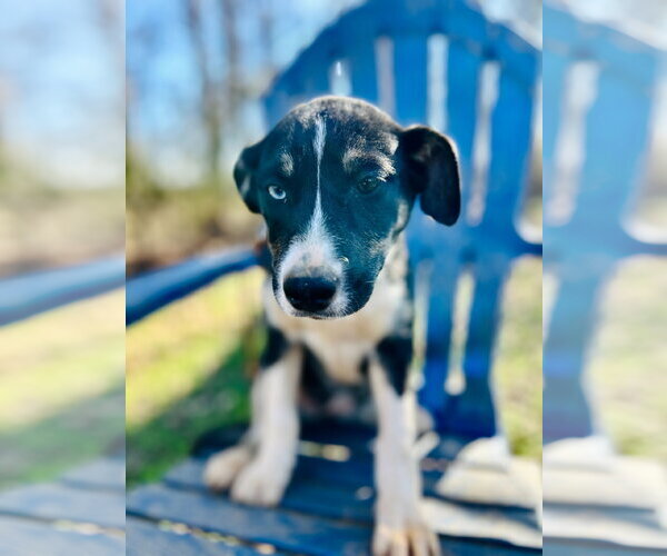 Medium Photo #4 Australian Shepherd-Unknown Mix Puppy For Sale in Pacolet, SC, USA