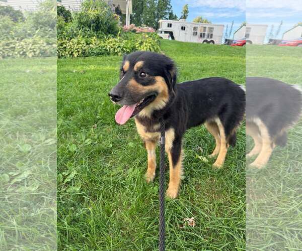 Medium Photo #1 Australian Shepherd-Unknown Mix Puppy For Sale in Mechanicsburg, PA, USA