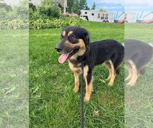 Australian Shepherd-Unknown Mix Dogs for adoption in Mechanicsburg, PA, USA