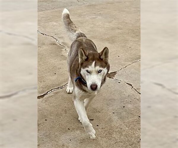Medium Photo #4 Siberian Husky Puppy For Sale in Dana Point, CA, USA