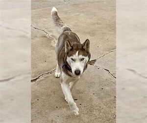 Coco - Female Siberian Husky Dog for Adoption - Photo #4