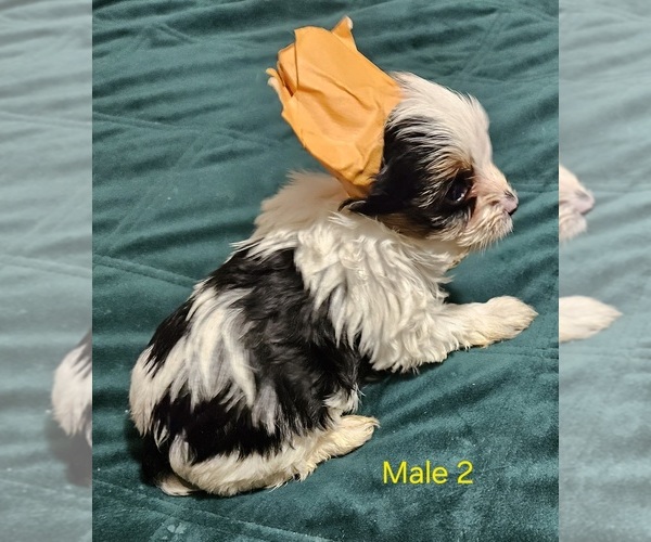 Medium Photo #13 Yorkshire Terrier Puppy For Sale in CONKLIN, NY, USA