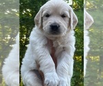 Small Photo #1 English Cream Golden Retriever Puppy For Sale in CINCINNATI, OH, USA