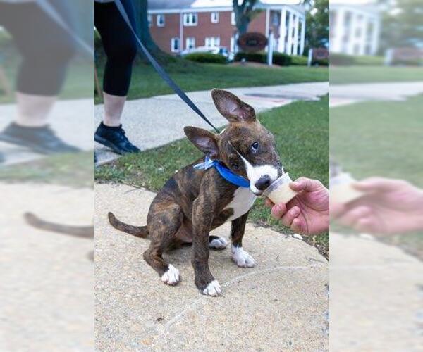 Medium Photo #14 American Pit Bull Terrier-Mountain Cur Mix Puppy For Sale in Oakhurst, NJ, USA