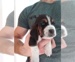 Small Photo #2 Basset Hound Puppy For Sale in PETERSBURG, IN, USA