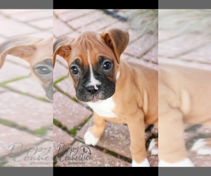 Boxer Puppy for sale in SHIPSHEWANA, IN, USA