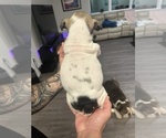 Small Photo #21 English Bulldog Puppy For Sale in WEEKI WACHEE, FL, USA