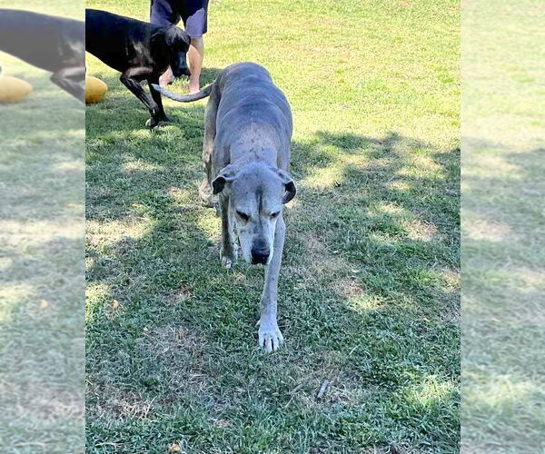 Medium Photo #7 Great Dane Puppy For Sale in Huntersville, NC, USA