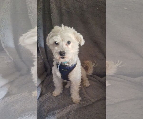 Medium Photo #2 Maltese-Unknown Mix Puppy For Sale in Colorado Springs, CO, USA