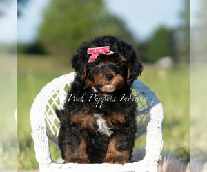 Medium Maltipoo (Miniature)