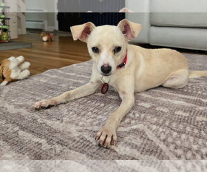 Chihuahua-Unknown Mix Dogs for adoption in Wakefield, RI, USA