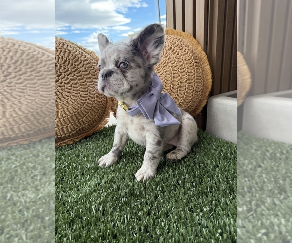 Medium Photo #1 French Bulldog Puppy For Sale in NOGALES, AZ, USA