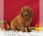 Small #4 Goldendoodle