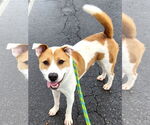 Small #3 Labrador Retriever Mix