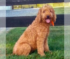 Mother of the Goldendoodle (Miniature) puppies born on 05/16/2026