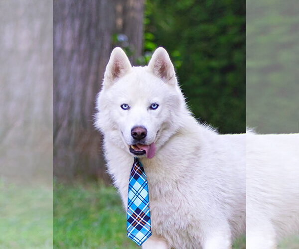 Medium Photo #7 Siberian Husky-Unknown Mix Puppy For Sale in Unionville, PA, USA